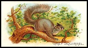 N21 17 Grey Squirrel.jpg